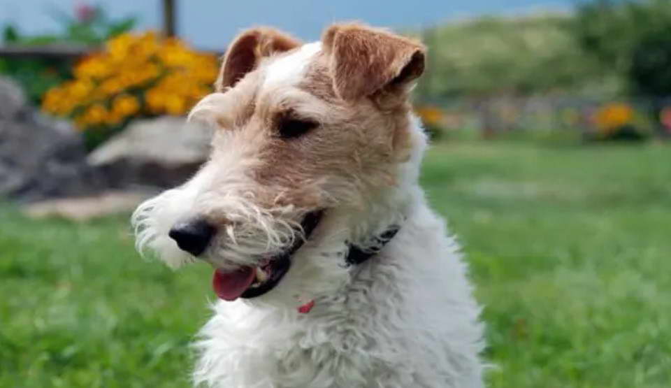 Perro Fox Terrier