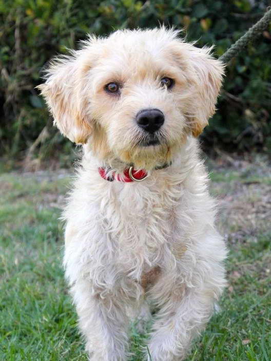 Petfinder Wheaten Terrier