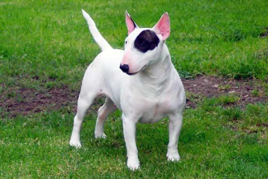 Pitbull Terrier Hypoallergenic