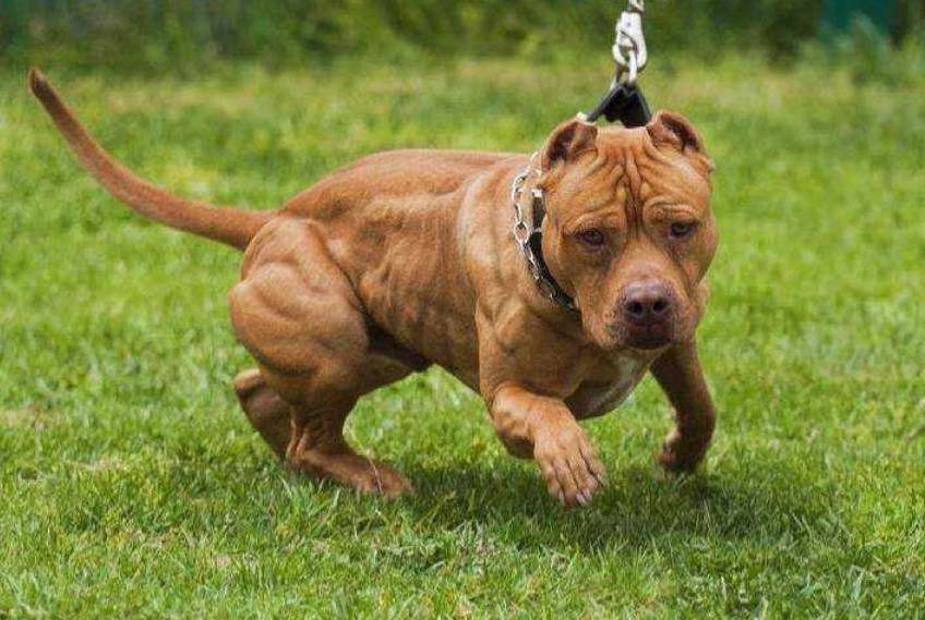 Pitbull Terrier Muscle