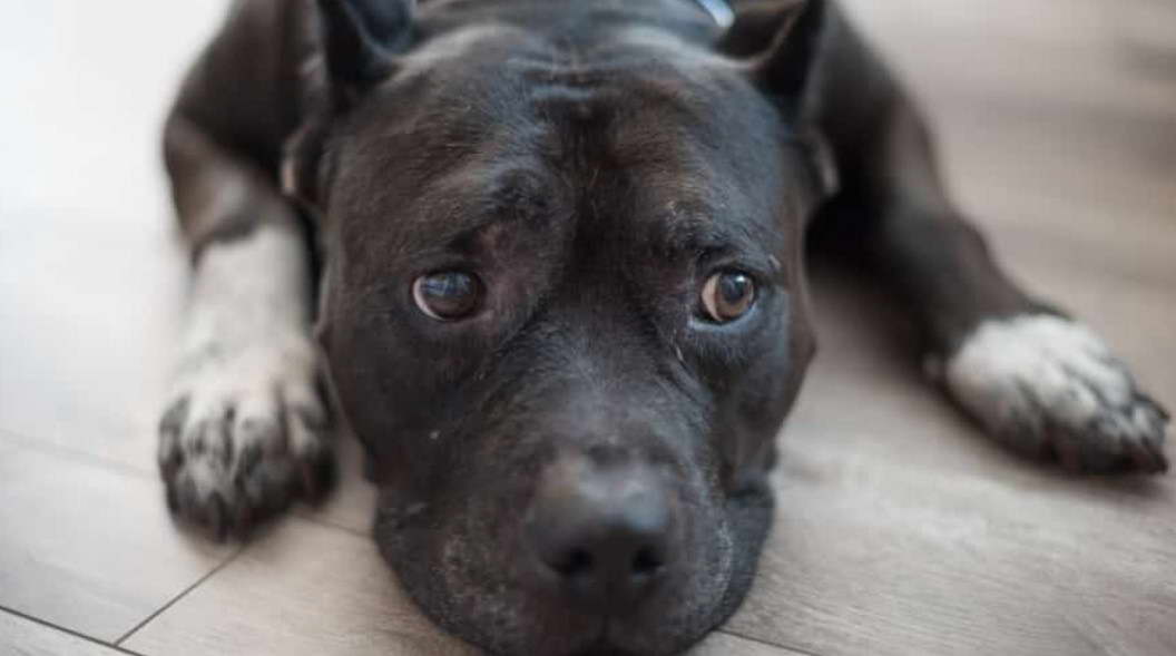 Pitbull Terrier Shedding