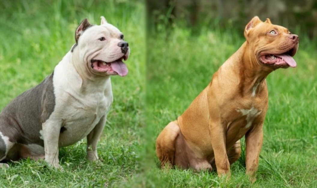 Pitbull Terrier vs American Bully