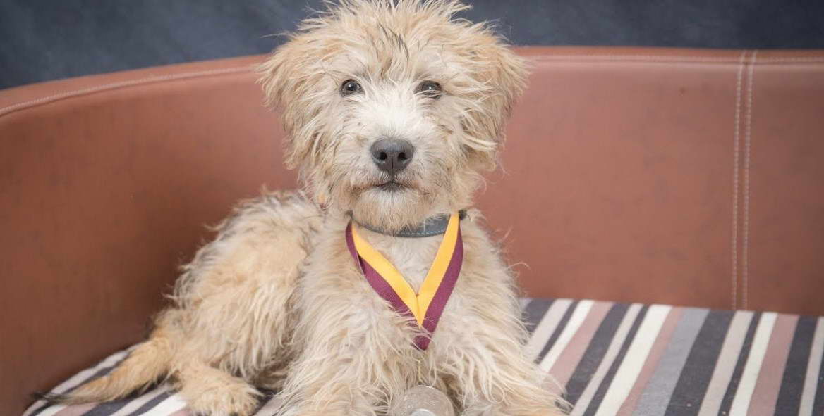 Poodle Terrier Puppy