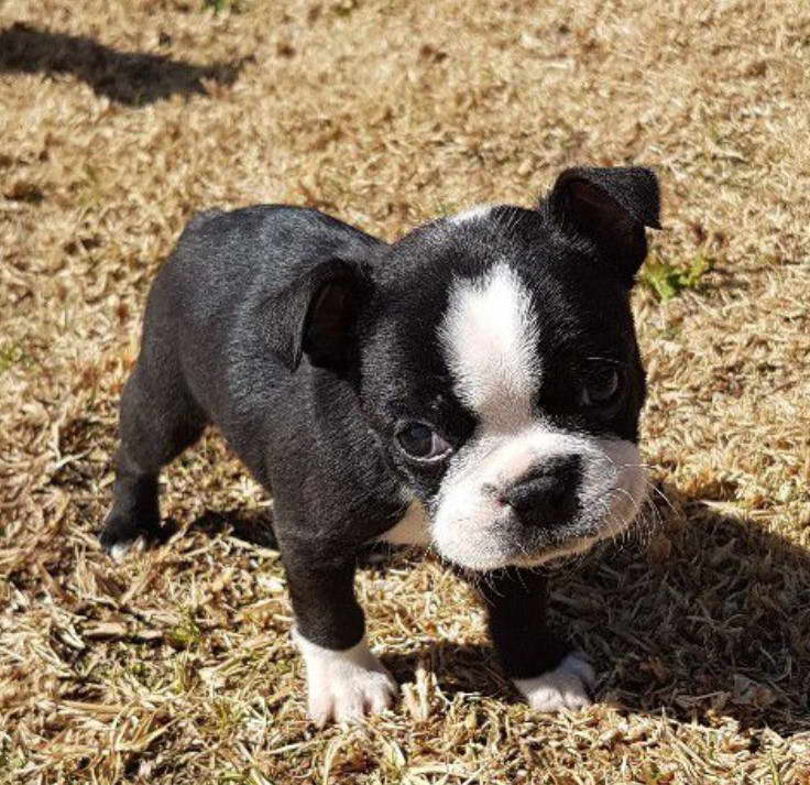 Purebred Boston Terrier Puppies For Sale