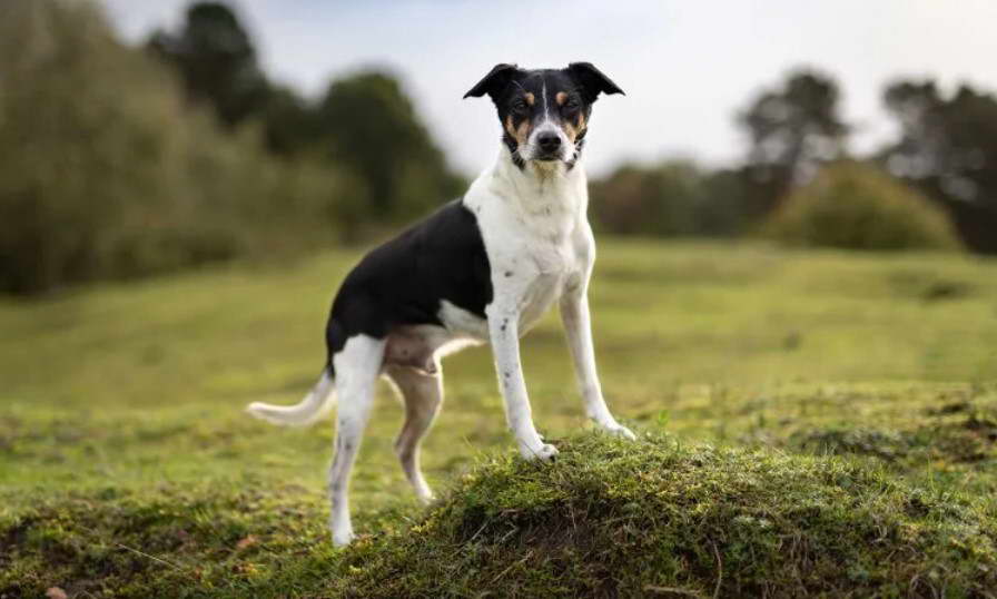 Rat Terrier And Chihuahua