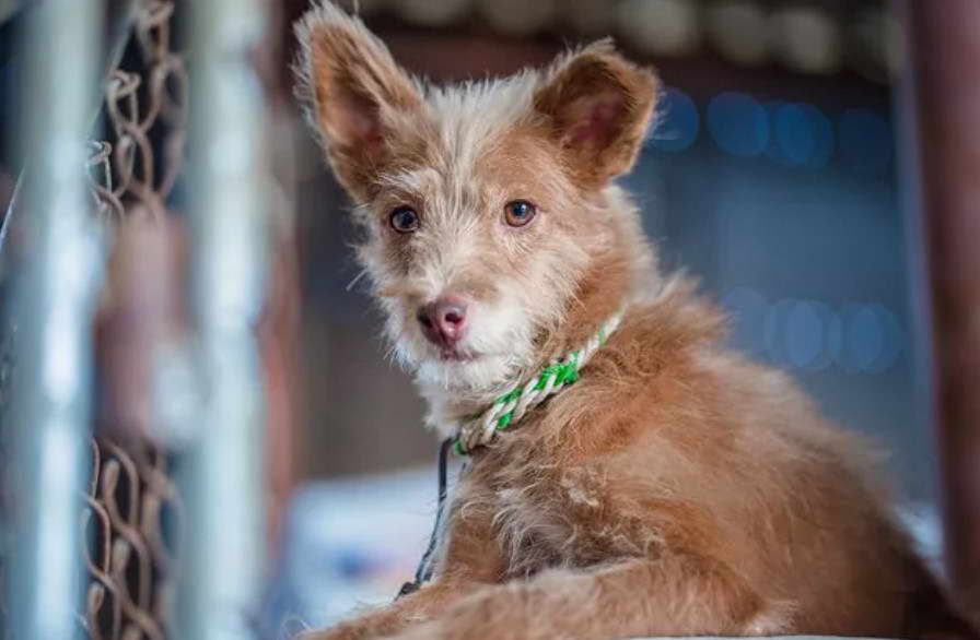 Rat Terrier And Poodle Mix