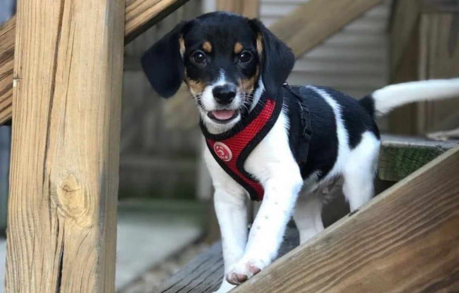 Rat Terrier Basset Hound Mix