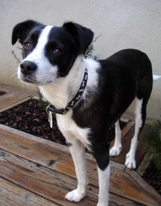 Rat Terrier Collie Mix