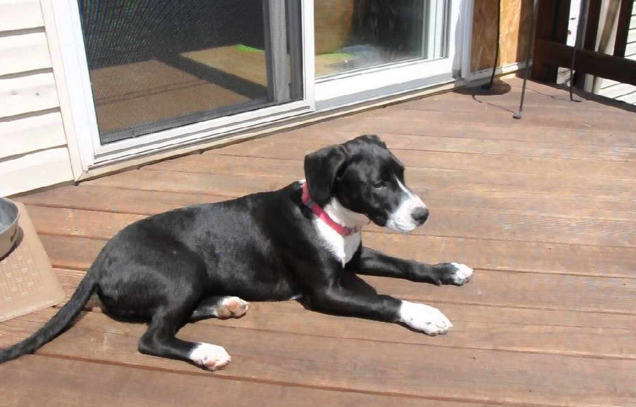 Rat Terrier Lab Mix Full Grown