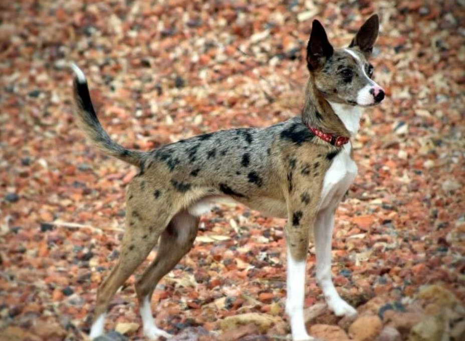 Rat Terrier Mini Aussie Mix