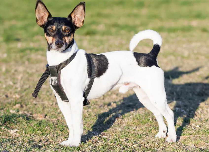 Rat Terrier Names