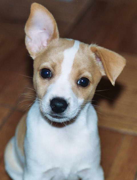 Rat Terrier Puppies For Sale in Michigan