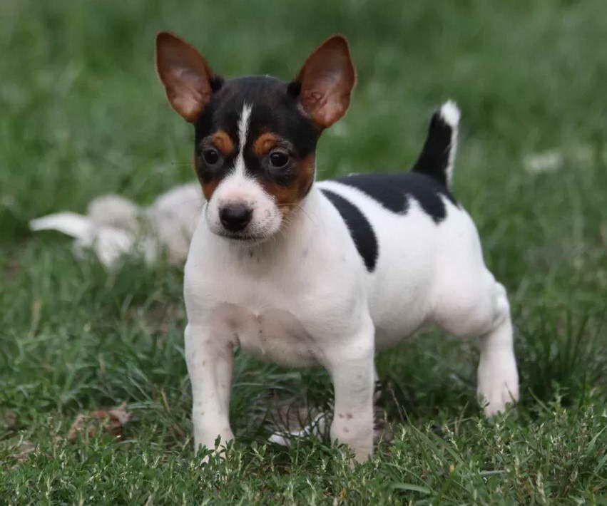 Rat Terrier Puppies For Sale in Wisconsin