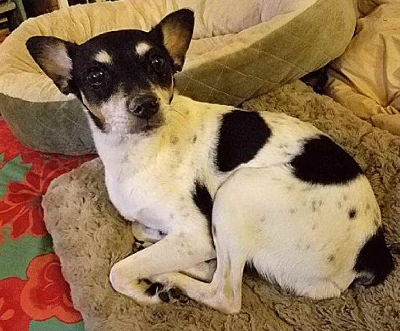 Rat Terrier Rescue California