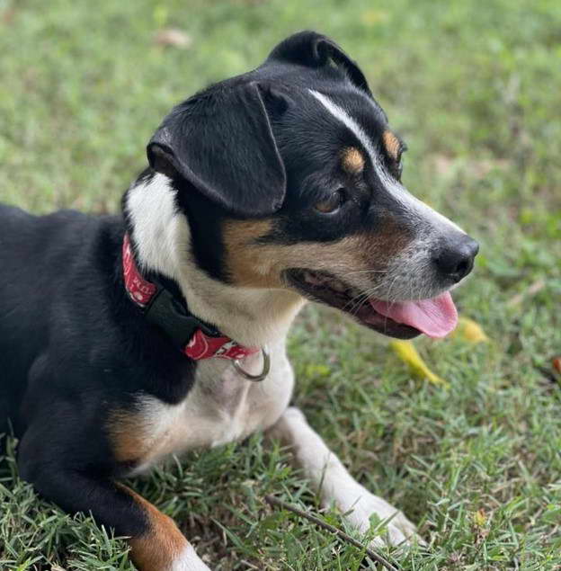 Rat Terrier Rescue NC