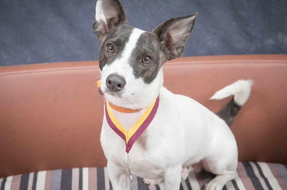 Rat Terrier Training