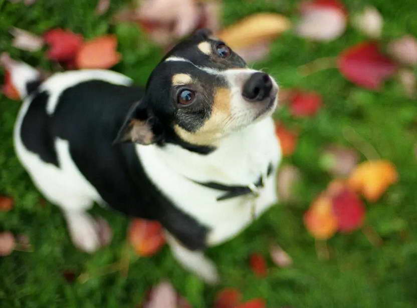 Rat Terrier vs Chihuahua