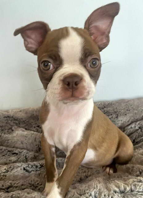 Red Boston Terrier Puppies For Sale