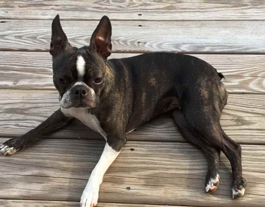 Reputable Boston Terrier Breeders