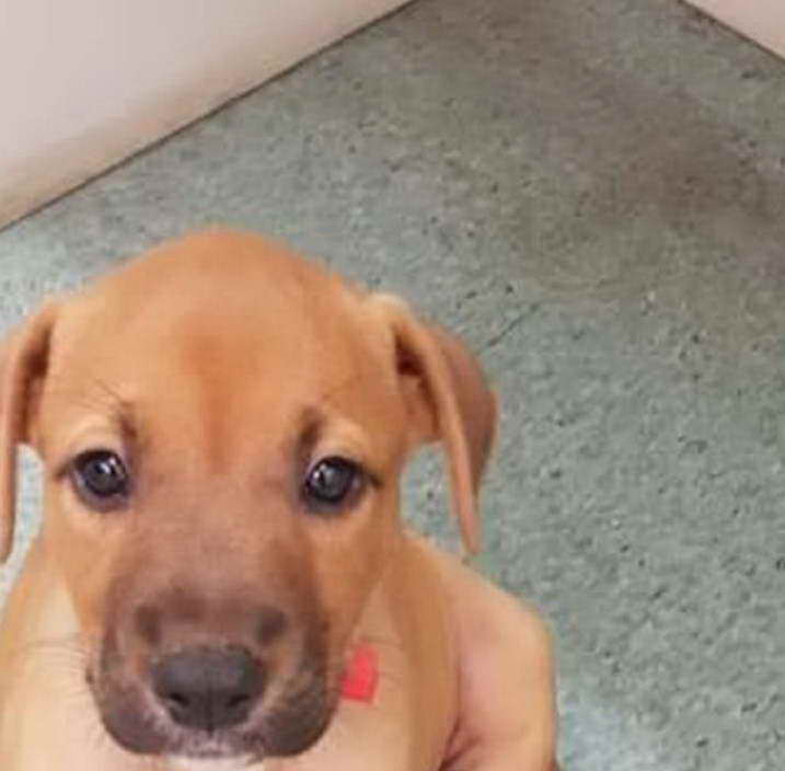 Rhodesian Ridgeback American Staffordshire Terrier Mix