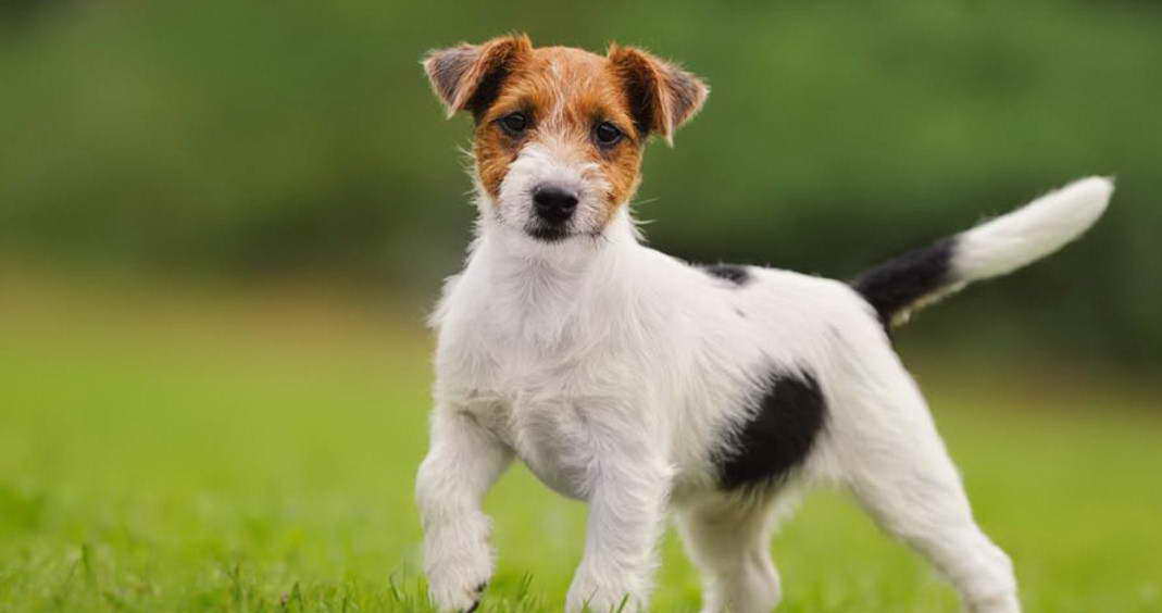 Russell Terrier Life Span