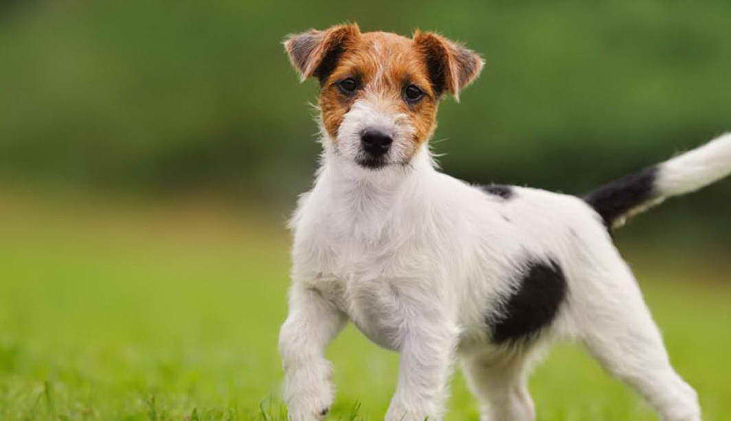 Russell Terrier Price