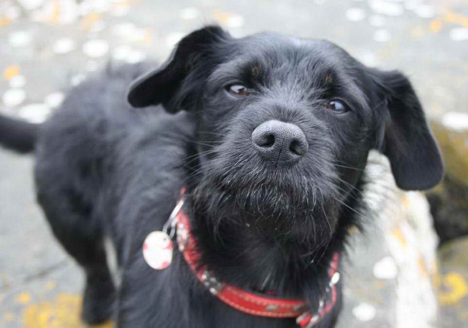 Scottish Terrier Lab Mix