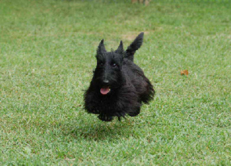 Scottish Terrier Rescue Texas