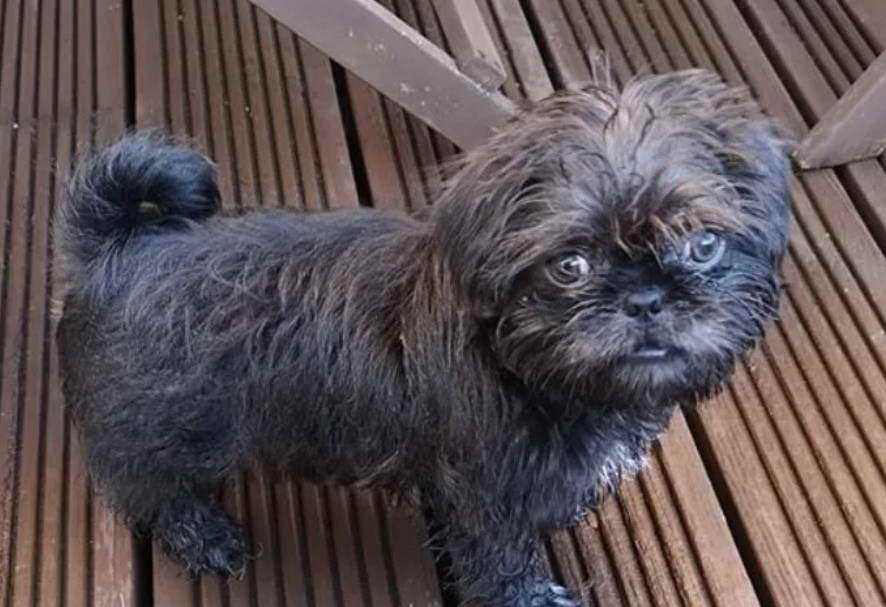 Scottish Terrier Shih Tzu Mix