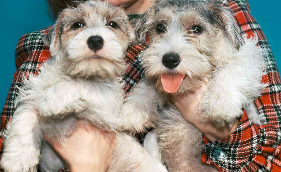 Sealyham Terrier Price