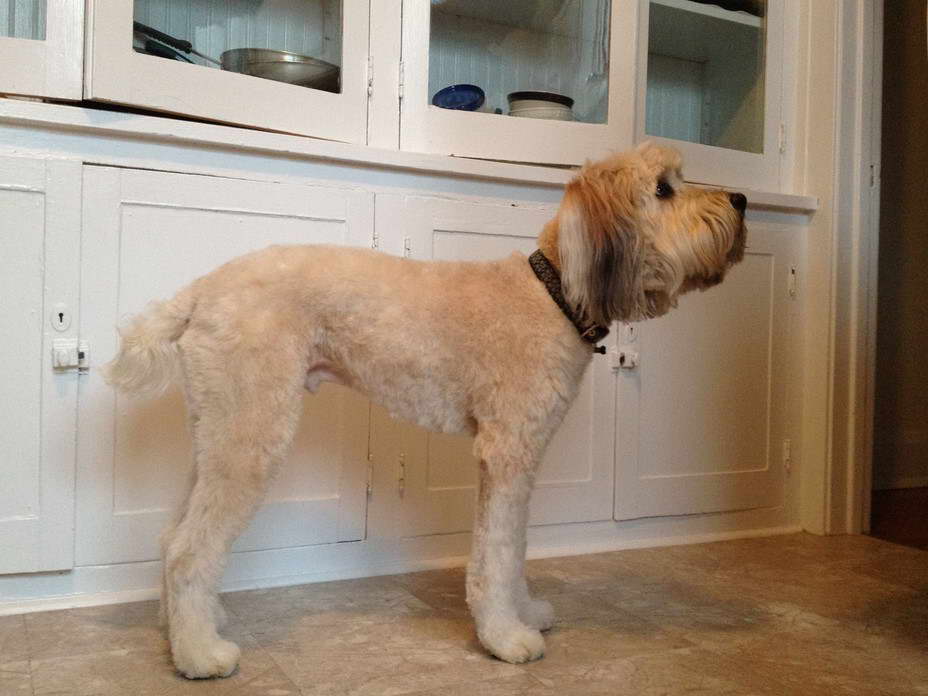 Shaved Wheaten Terrier