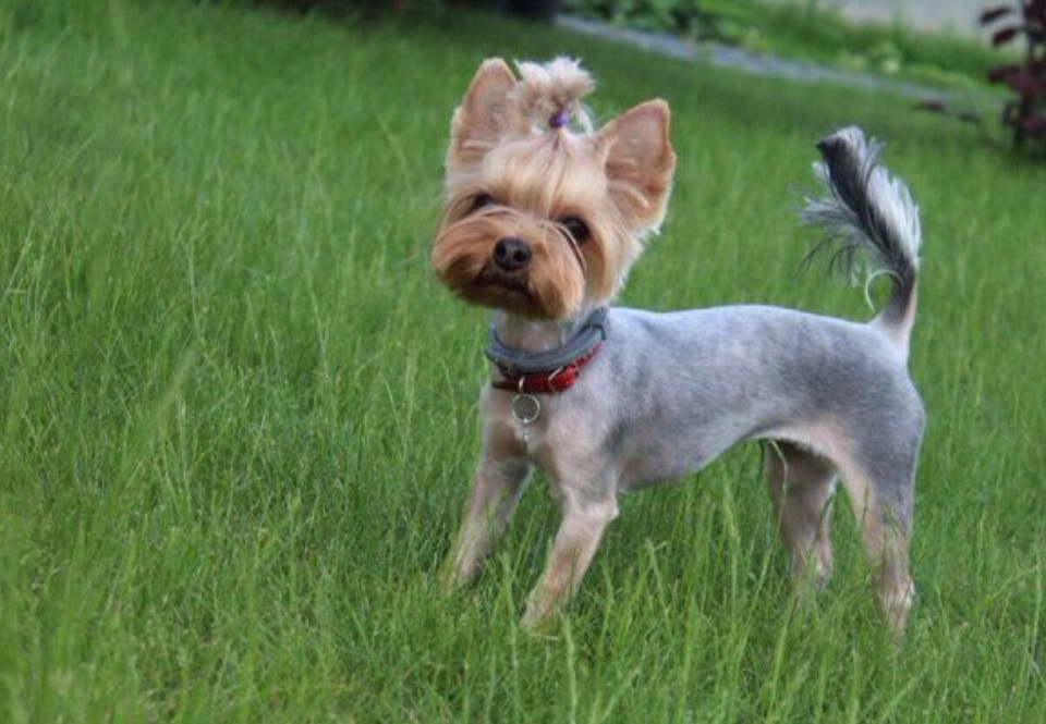 Shaved Yorkshire Terrier