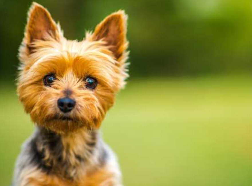 Short Hair Australian Silky Terrier