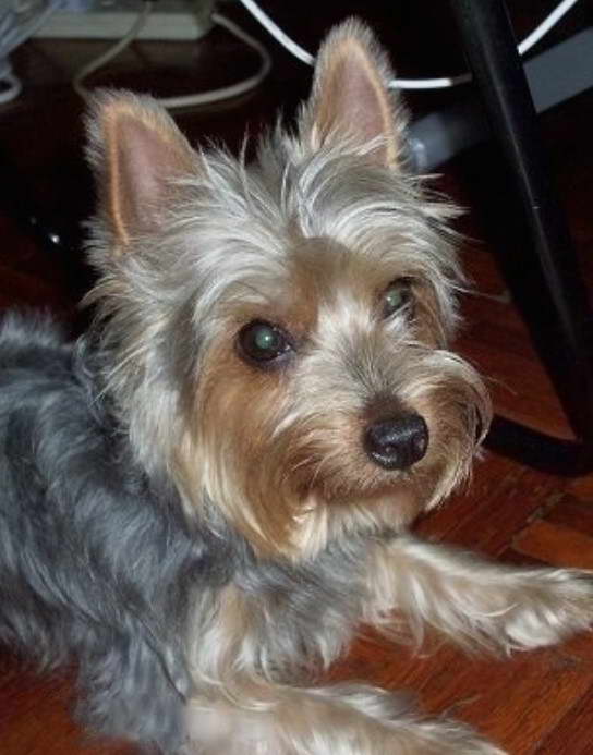 Silky Terrier Life Expectancy