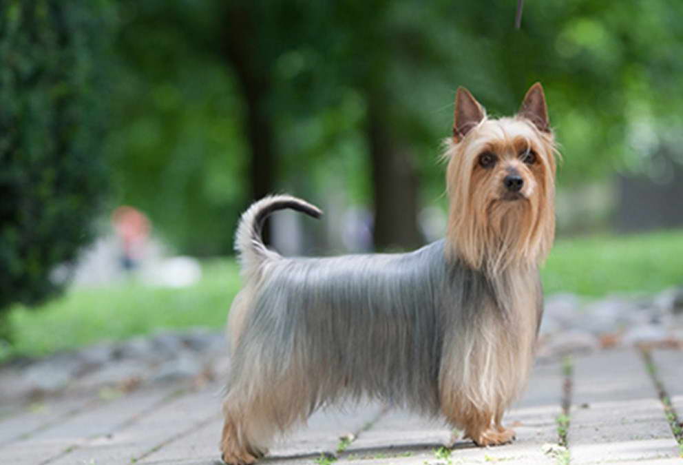 Silky Terrier Rescue Near Me