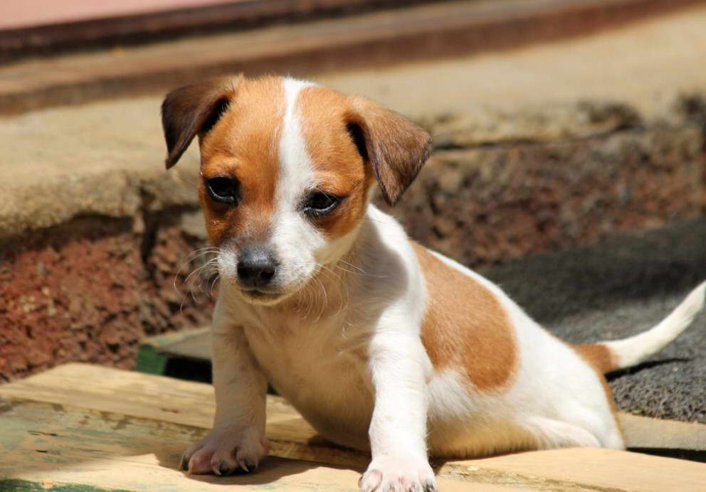 Small Terrier Mix Dogs