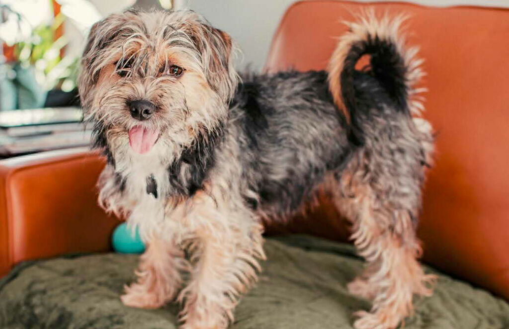 Small Wire Haired Terrier