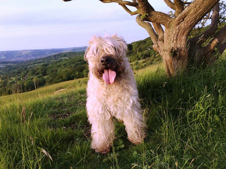 Smooth Fox Terrier Breeders