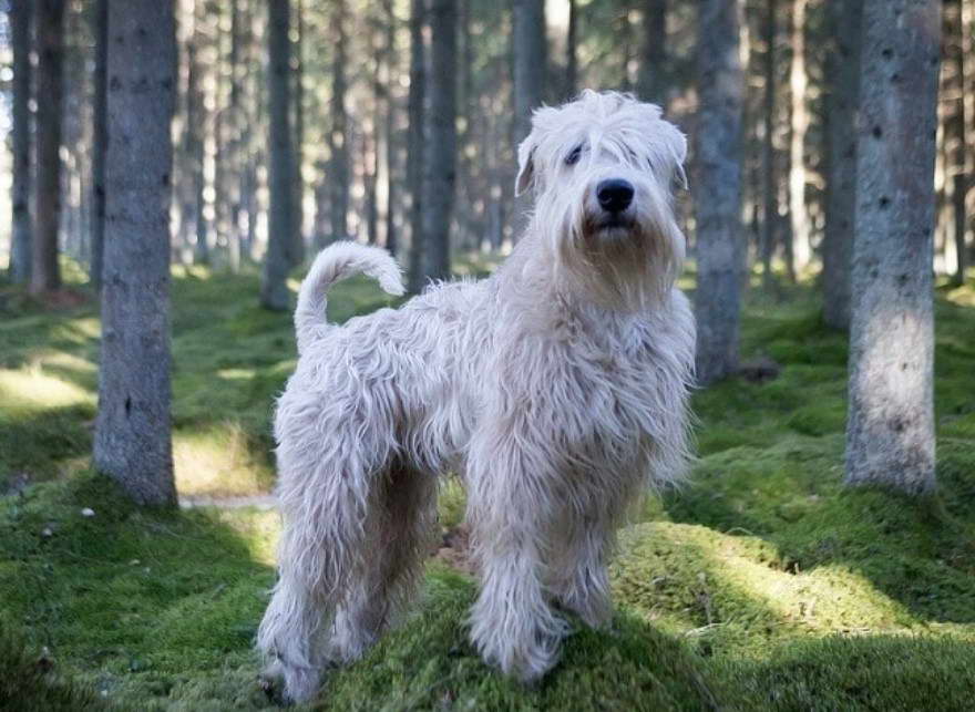 Soft Coated Wheaten Terrier Cost