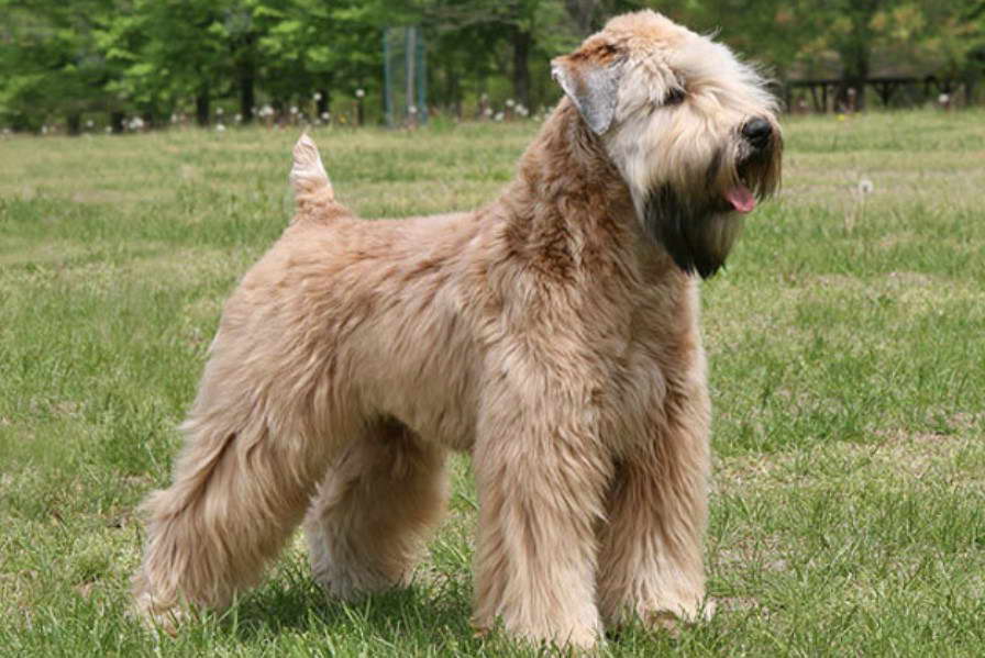 Soft Coated Wheaten Terrier Florida