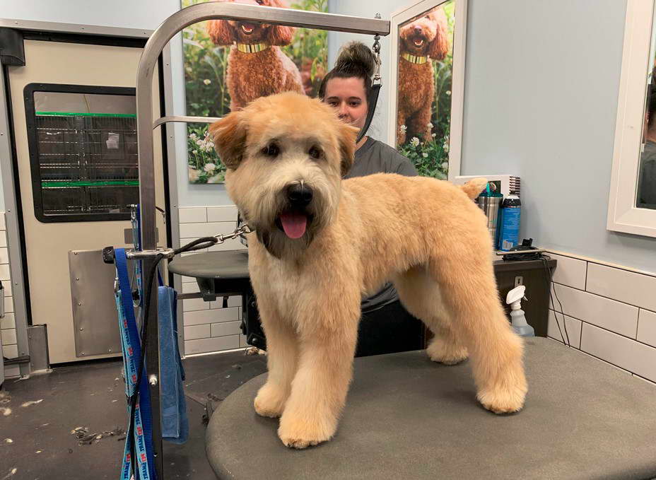 Soft Coated Wheaten Terrier Grooming