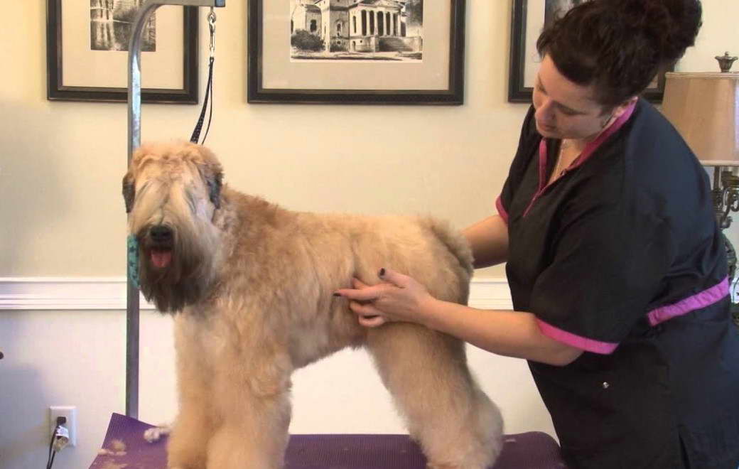 Soft Coated Wheaten Terrier Haircut