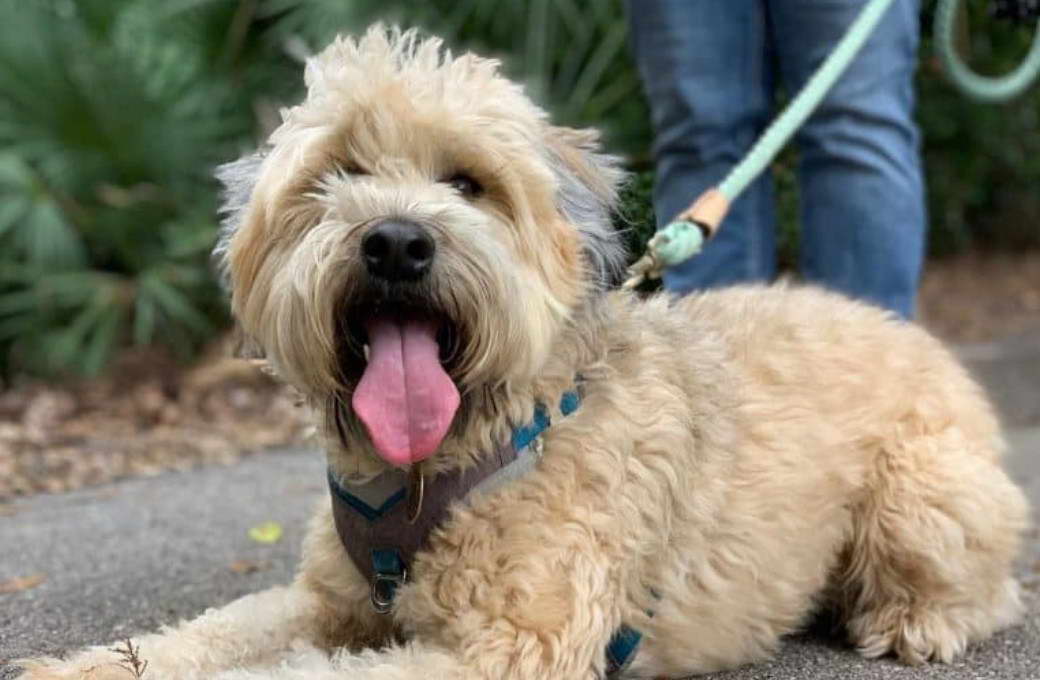 Soft Coated Wheaten Terrier Michigan