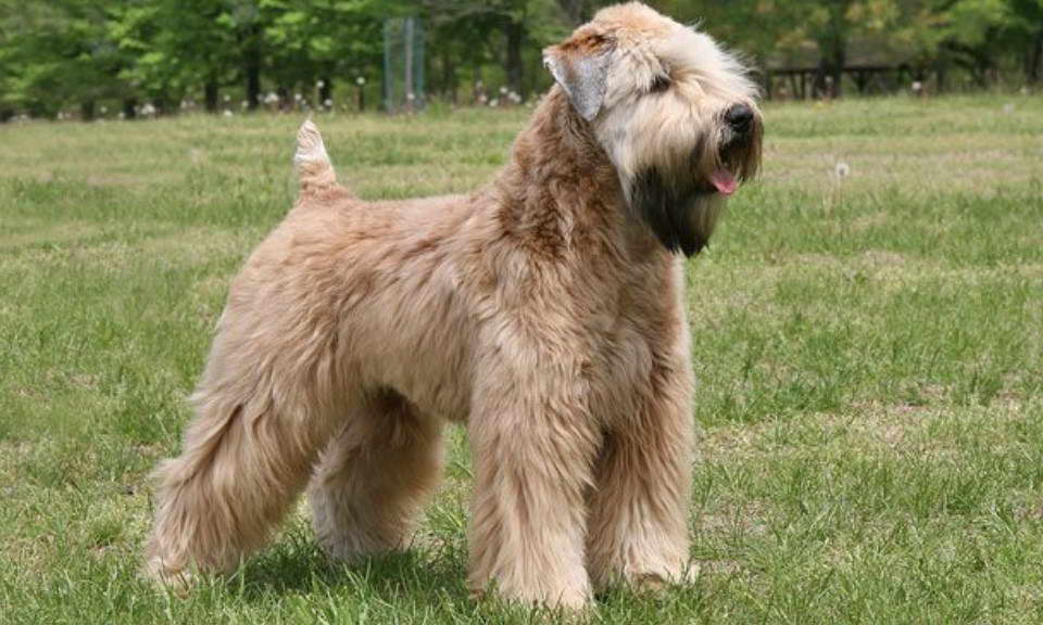 Soft Coated Wheaten Terrier Pictures