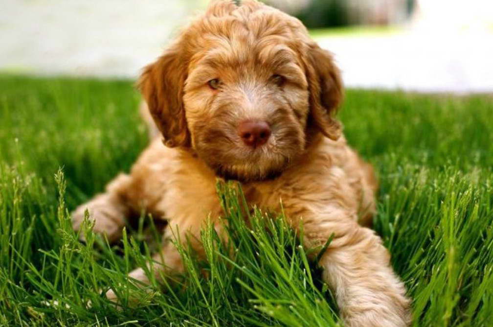 Soft Coated Wheaten Terrier Poodle Mix