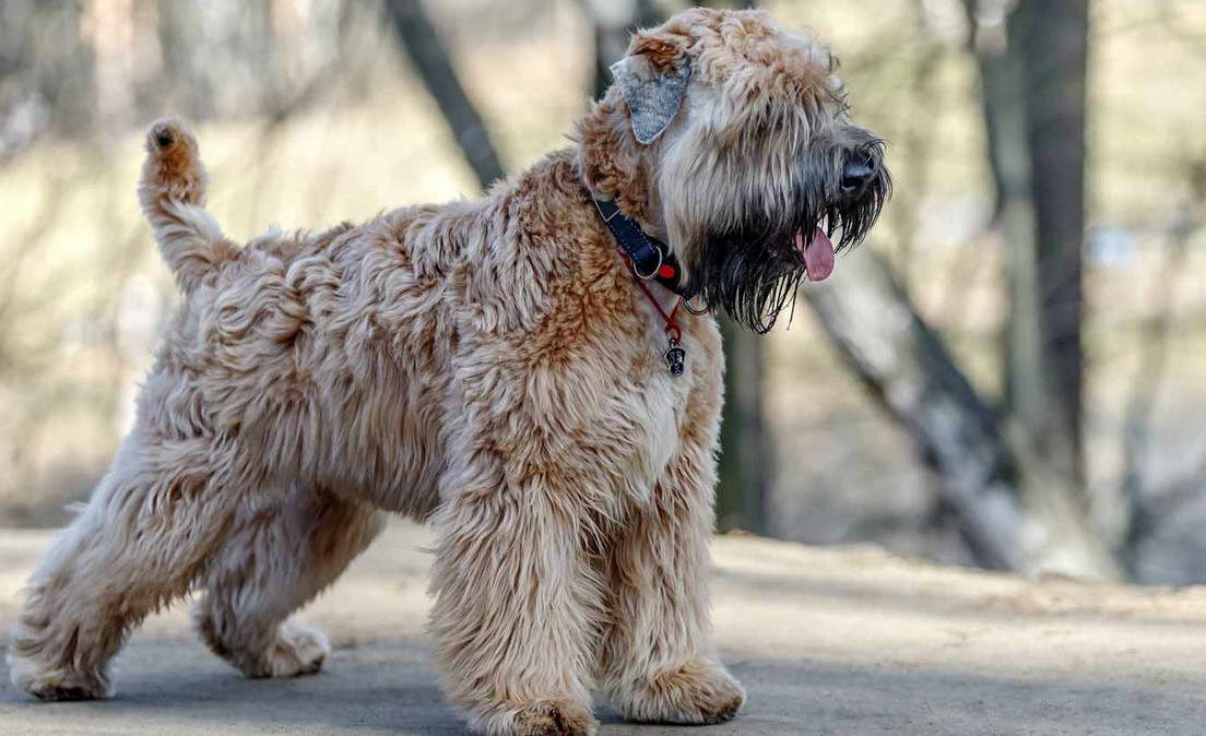 Soft Coated Wheaten Terrier Puppies Texas