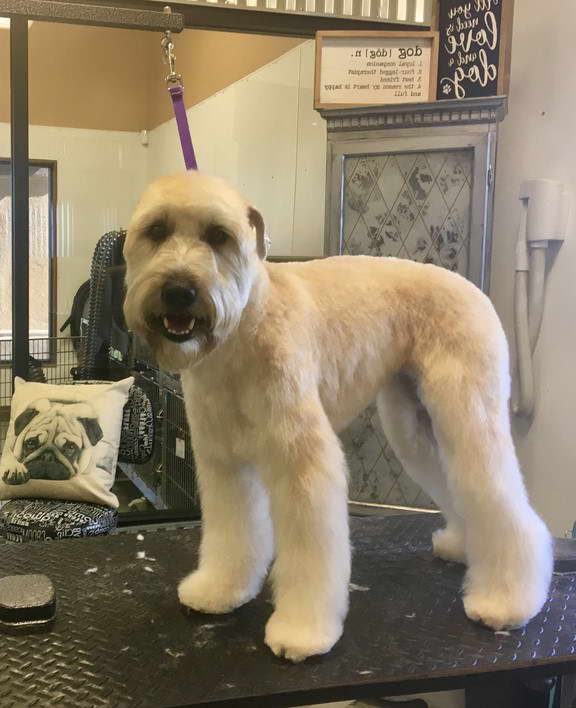 Soft Coated Wheaten Terrier Puppy Cut