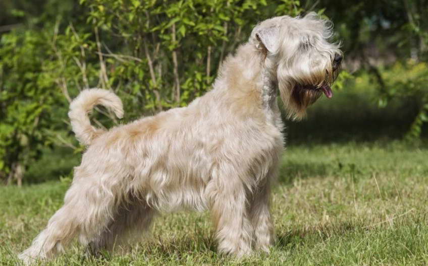 Soft Wheaten Terrier For Sale