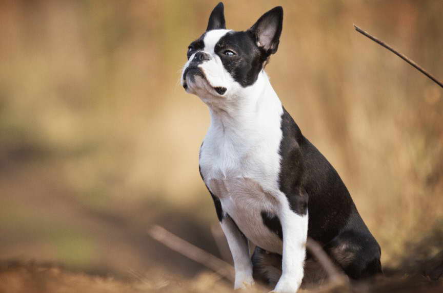 Southern Cross Boston Terrier Rescue