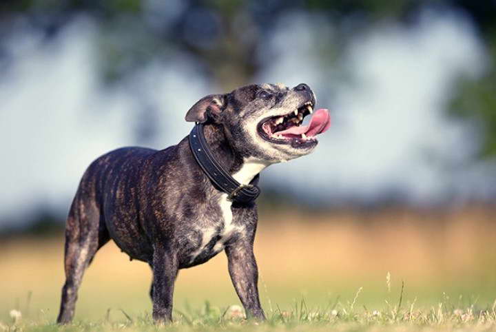 Staffordshire Bull Terrier Cross